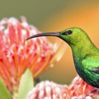 SUNBIRD..  MALACHITE  male    on protea.jpg