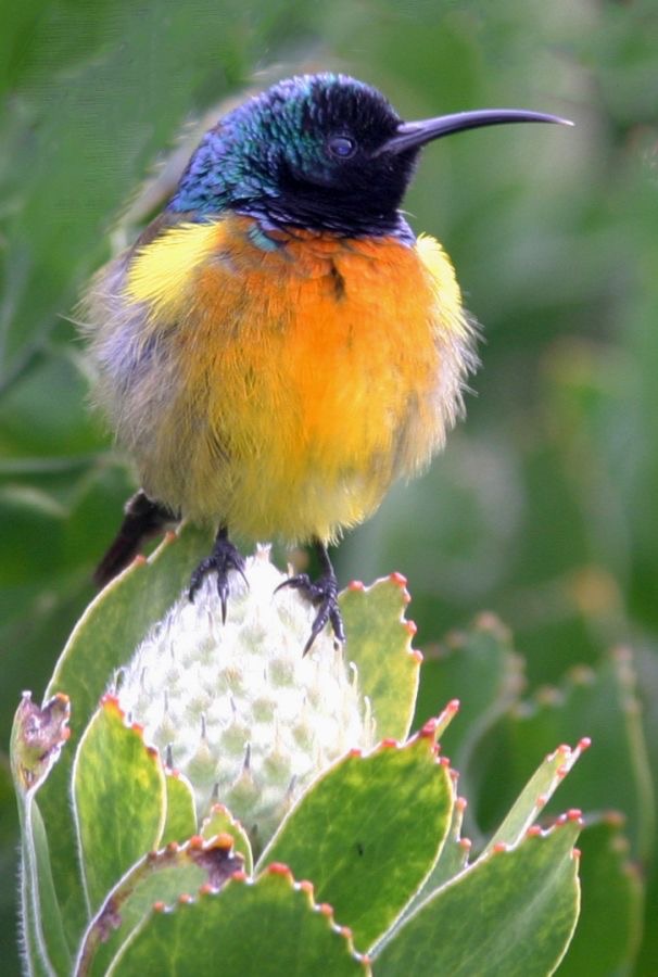 SUNBIRD...  ORANGE  BREASTED     male.jpg