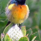 SUNBIRD...  ORANGE  BREASTED     male.jpg