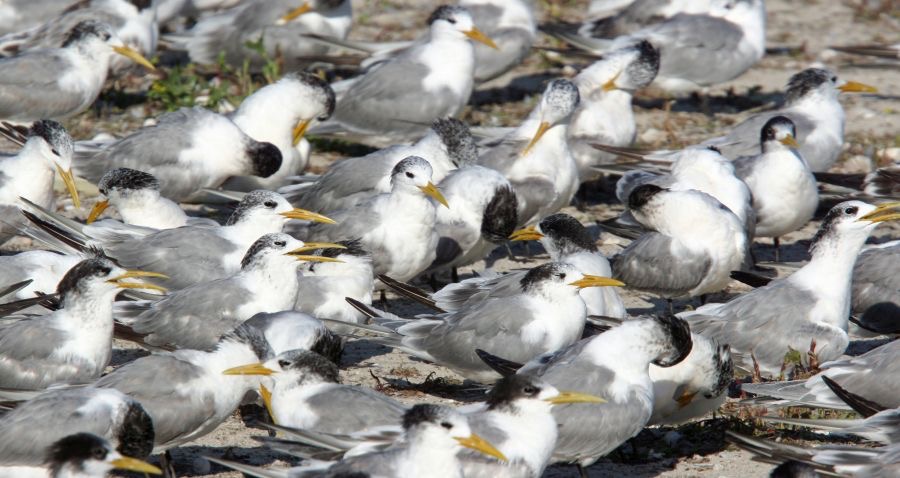 TERN.            SWIFT   colony.jpg