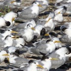 TERN.            SWIFT   colony.jpg