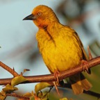 WEAVER         CAPE         male.jpg