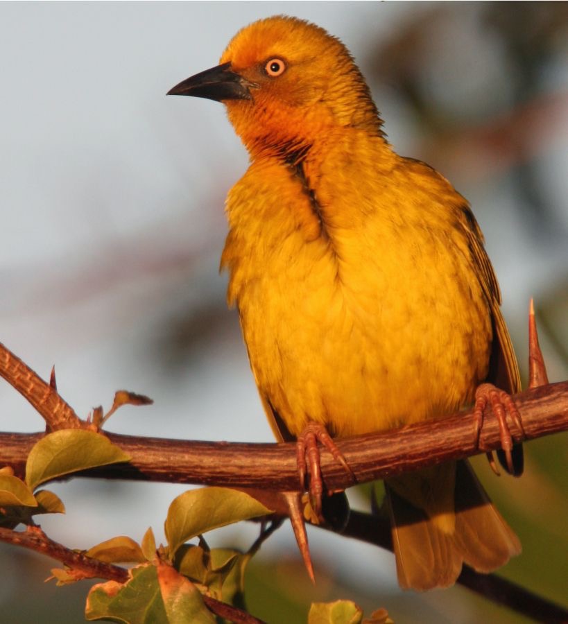 WEAVER.        CAPE         male.jpg