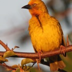 WEAVER.        CAPE         male.jpg