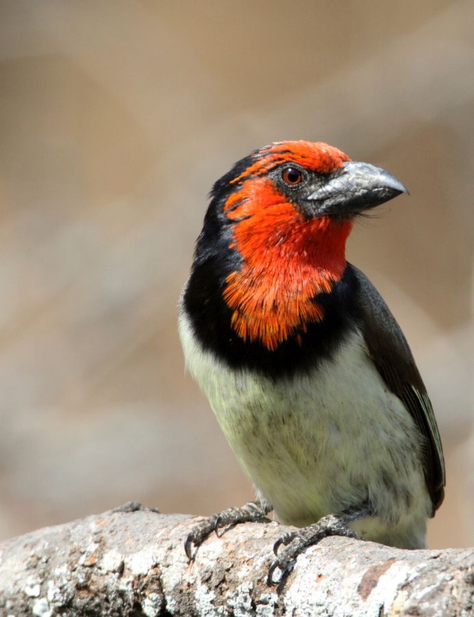 BARBET.      BLACK  COLLARED.JPG