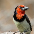 BARBET.      BLACK  COLLARED.JPG