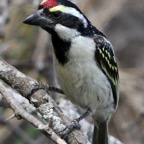 BARBET.    ACACIA PIED..JPG