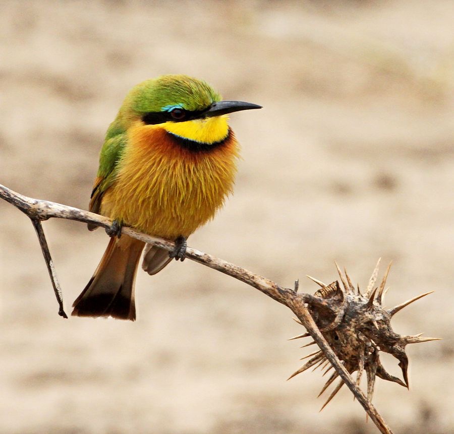 BEE-EATER.    LITTLE.JPG