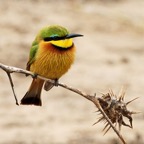 BEE-EATER.    LITTLE.JPG