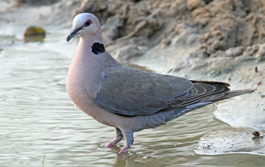 DOVE..           RED-EYED.JPG