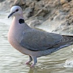 DOVE..           RED-EYED.JPG