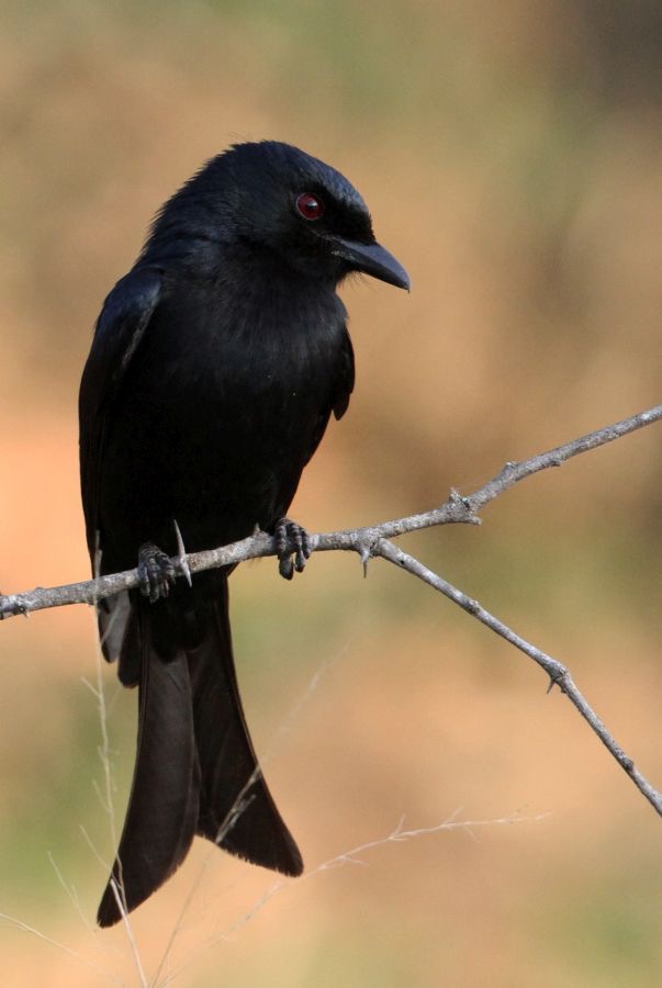 DRONGO.      FORK TAILED.JPG