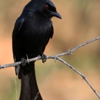 DRONGO.      FORK TAILED.JPG