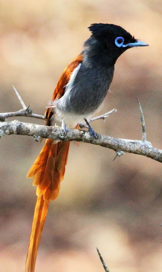 FLYCATCHER.  AFRICAN PARADISE.  male.jpg