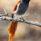 FLYCATCHER.  AFRICAN PARADISE.  male.jpg