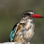 KINGFISHER. BROWN   HOODED.        after bathing.JPG