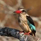 KINGFISHER..  BROWN     HOODED.   wet.JPG