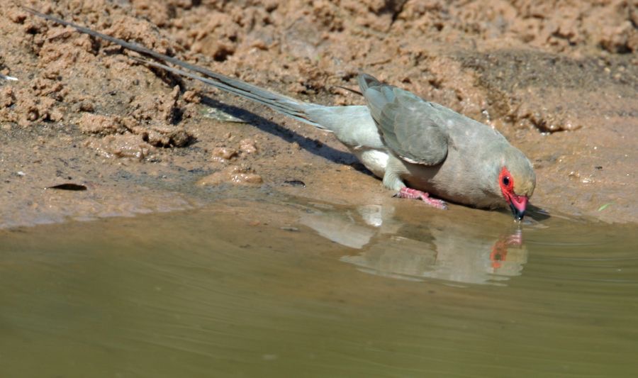 MOUSEBIRD..  RED-FACED.JPG