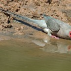 MOUSEBIRD..  RED-FACED.JPG