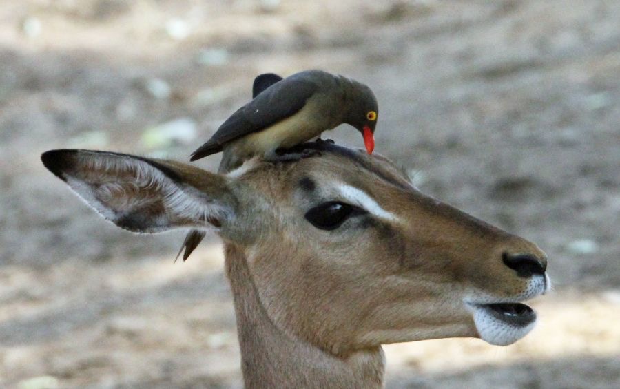 OXPECKER.      RED BILLED.  collecting  insects.JPG