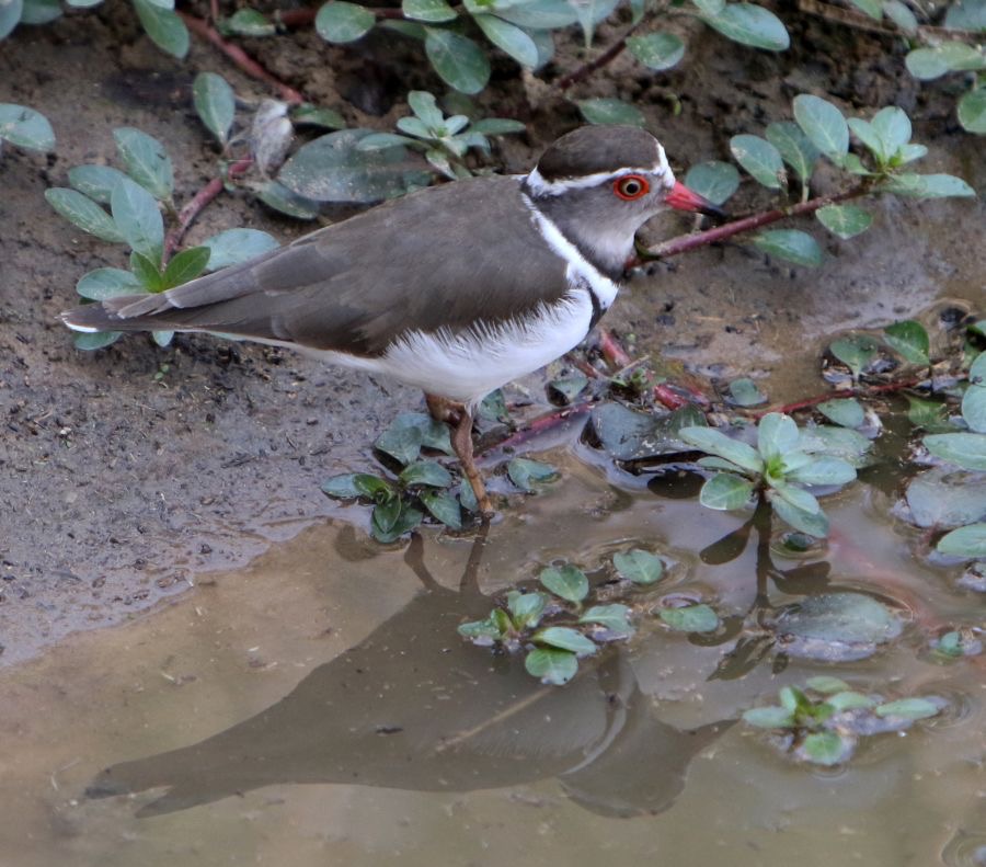 PLOVER        THREE BANDED.JPG