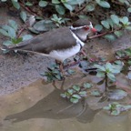 PLOVER        THREE BANDED.JPG