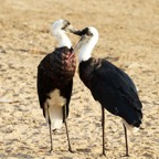 STORKS.   WOOLLY NECKED..  courting.JPG