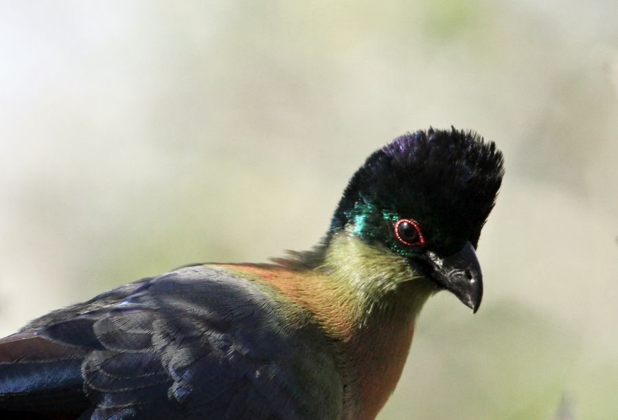 TURACO.. PURPLECRESTED.JPG
