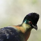 TURACO.. PURPLECRESTED.JPG