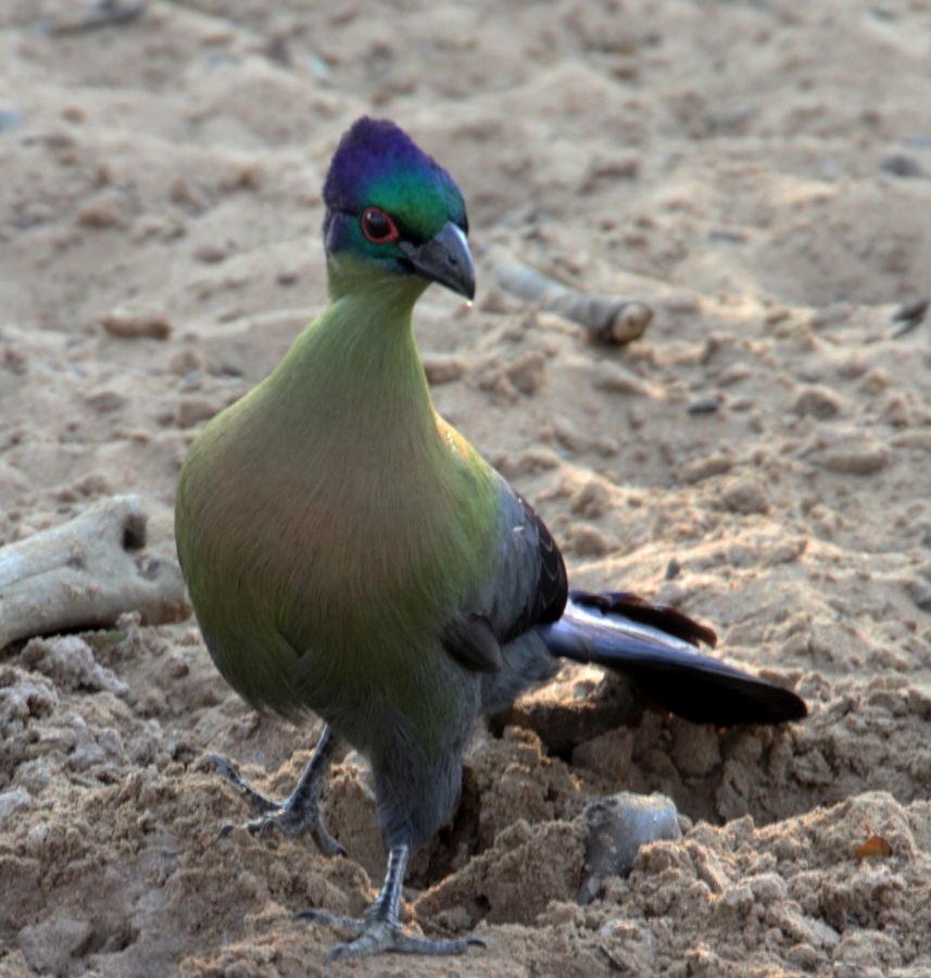 TURACO...  PURPLECRESTED.jpg
