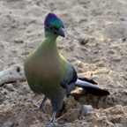 TURACO...  PURPLECRESTED.jpg