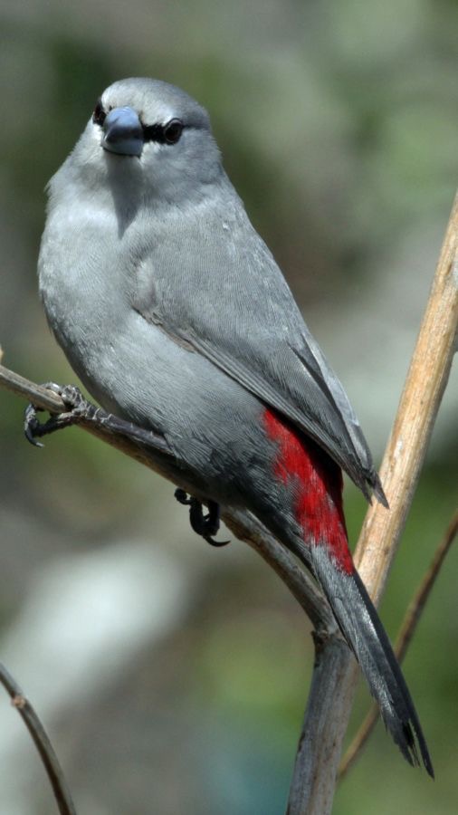 WAXBILL.       GREY..JPG