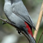 WAXBILL.       GREY..JPG