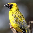 WEAVER.  VILLAGE   male..JPG