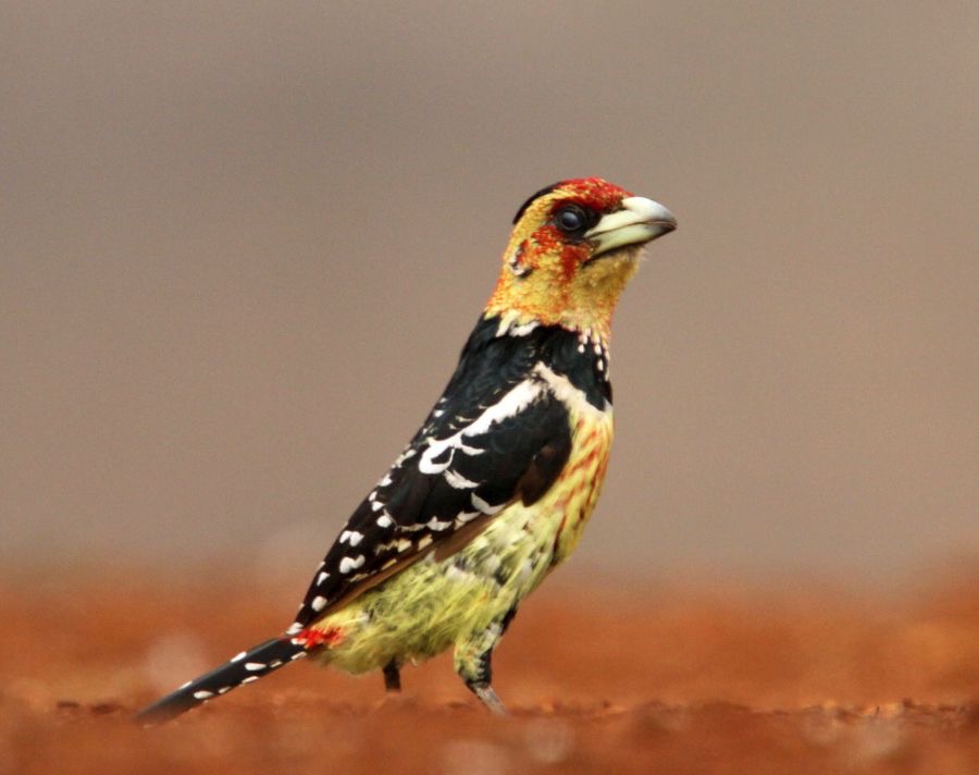BARBET.   CRESTED.JPG