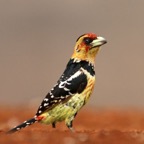BARBET.   CRESTED.JPG