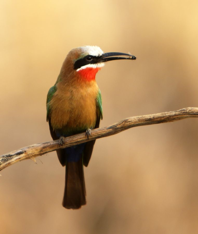 BEE-EATER  WHITE-FRONTED caught a Bee.JPG