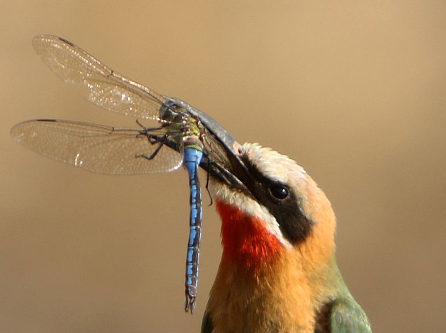 BEE-EATER WHITE-FRONTED caught large Blue Dragonfly.JPG