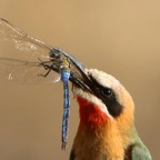 BEE-EATER WHITE-FRONTED caught large Blue Dragonfly.JPG