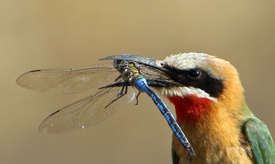 BEE-EATER.  WHITE-FRONTED. caught large Blue Dragonfly.JPG