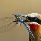 BEE-EATER.  WHITE-FRONTED. caught large Blue Dragonfly.JPG
