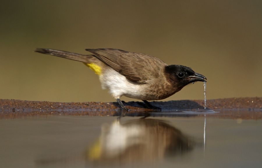 BULBUL..       DARK CAPPED..JPG