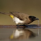 BULBUL..       DARK CAPPED..JPG