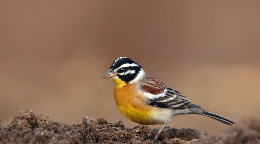 BUNTING.. GOLDEN     BREASTED.JPG