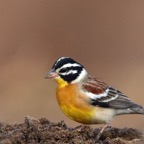 BUNTING.. GOLDEN     BREASTED.JPG