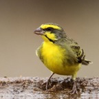 CANARY.    YELLOW  FRONTED.jpg