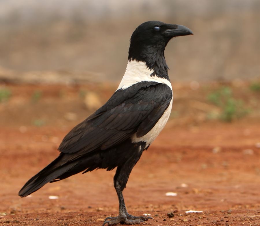 CROW.            PIED.JPG