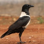CROW.            PIED.JPG