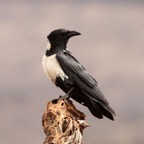 CROW..            PIED  perched.JPG