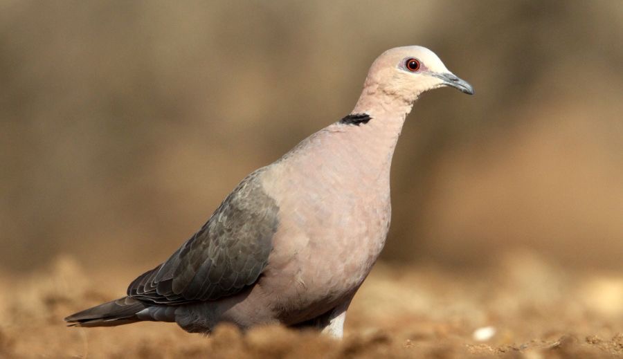 DOVE.            REDEYED..JPG